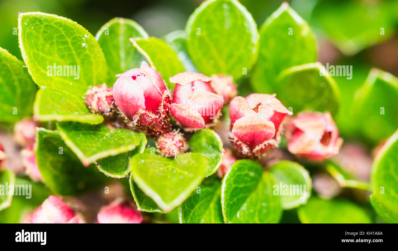 A macro shot of the small pink flowers of a cotoneaster bush. Stock Photo