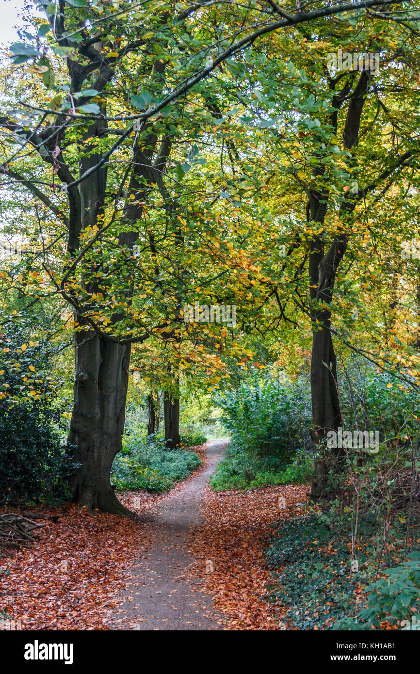 Fallen leaves on a path through  trees in an autumnal woodland at evening time Stock Photo