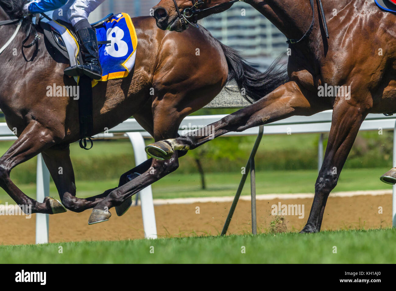 Horse racing closeup abstract animals jockeys legs hoofs running on grass track Stock Photo