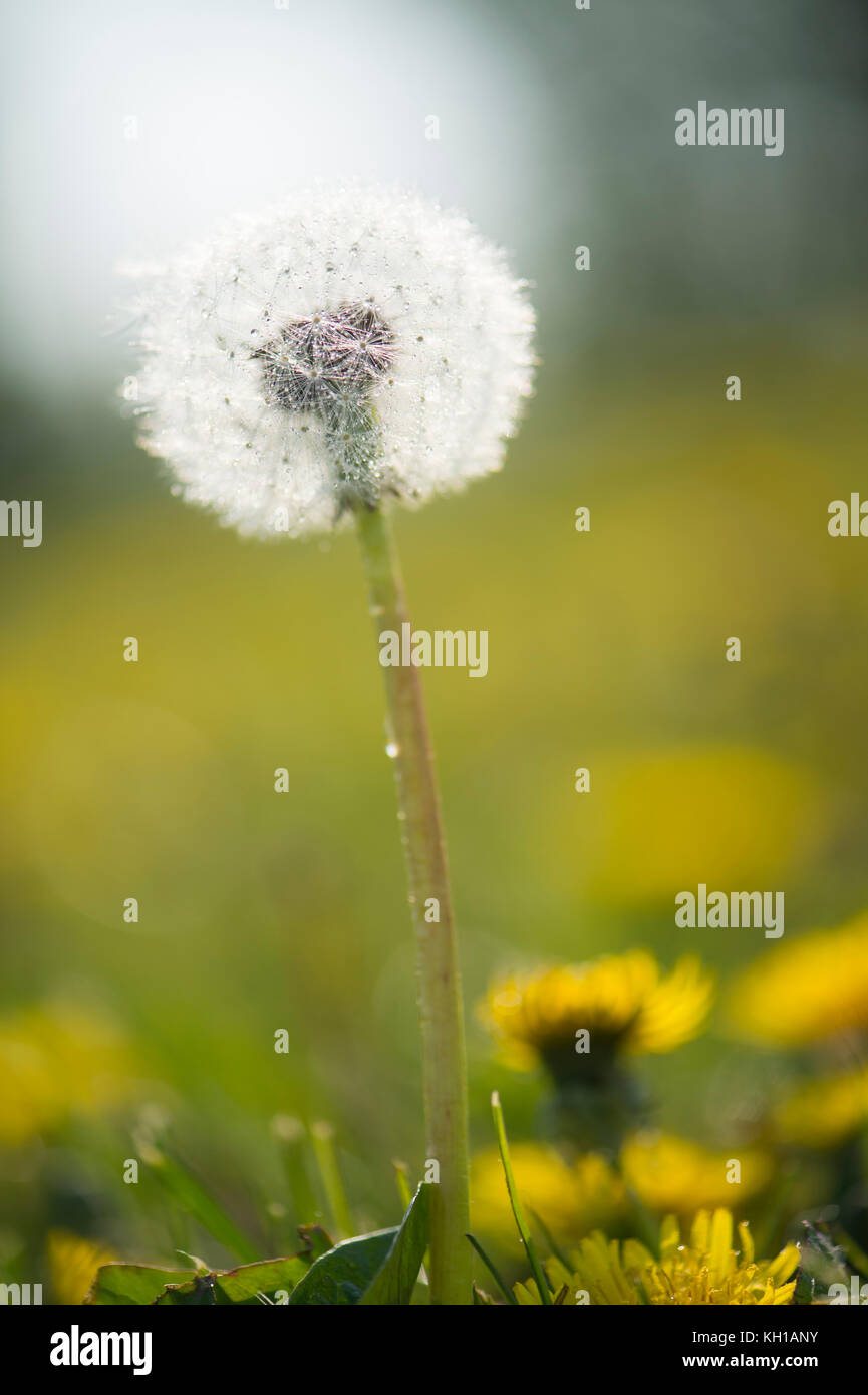Seed of dandelion with water drops Stock Photo - Alamy