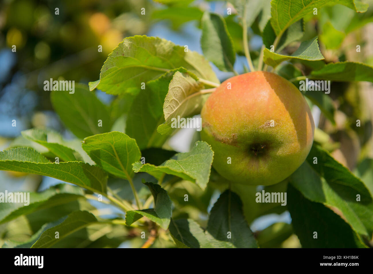 Apple orchard with ripe apples at the trees Stock Photo - Alamy