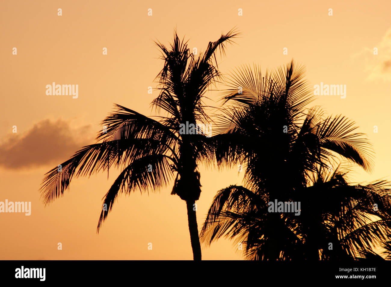 Palm Trees, Florida Stock Photo