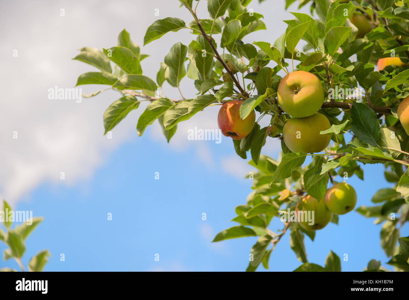 Apple orchard with ripe apples at the trees Stock Photo - Alamy