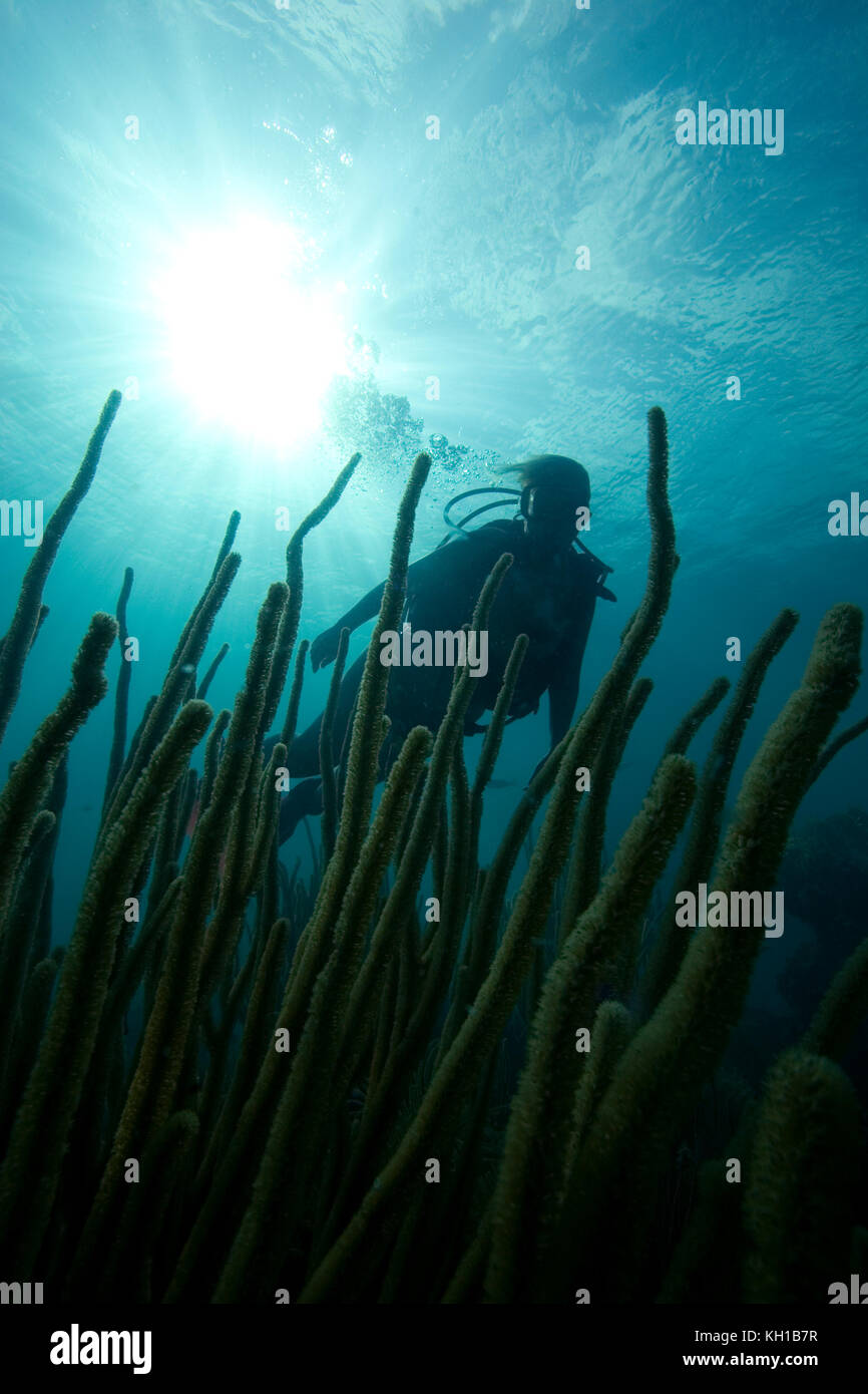 Scuba Diver and soft coral, Florida Keys National Marine Sanctuary Stock Photo