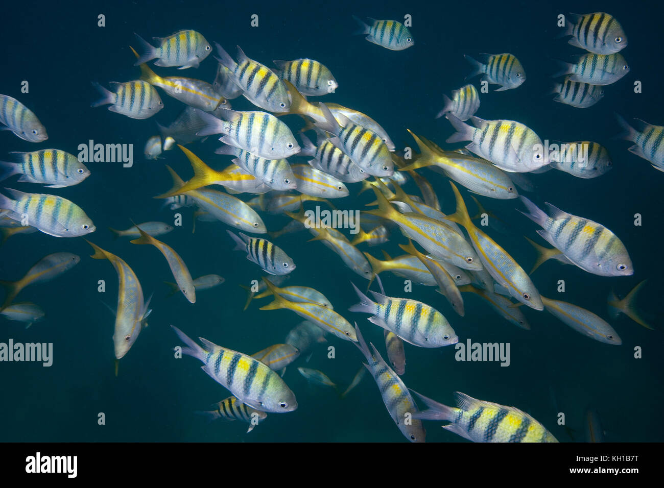 Mixed school of Yellowtail and Sergeant Major fish. Florida Keys National Marine Sanctuary, Islamorada Stock Photo