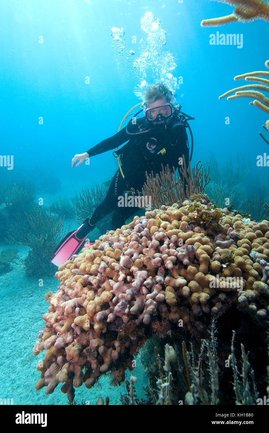 Scuba diver viewing Finger Coral (Porites sp.) Florida Keys National Marine Sanctuary Stock Photo