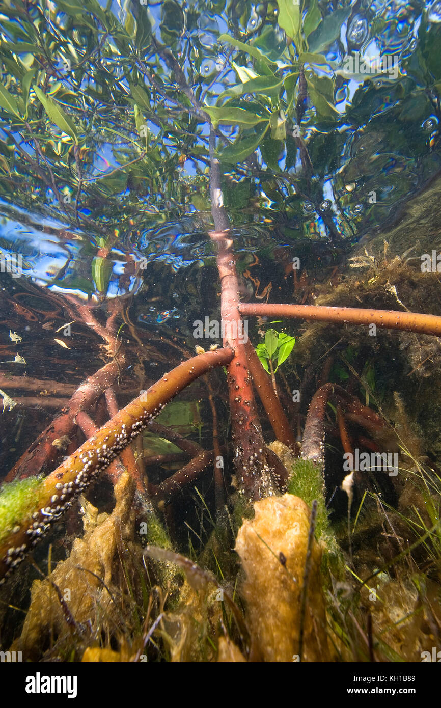 Prop Roots of Red Mangrove,Rhizophora mangle, underwater serving as a host for algae, sponges and other marine life.  Florida Bay, Islamorada, Florida Stock Photo