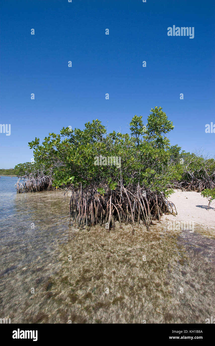 Mangrove roots at low tide on Elliott Key, Biscayne National Park, Florida Stock Photo