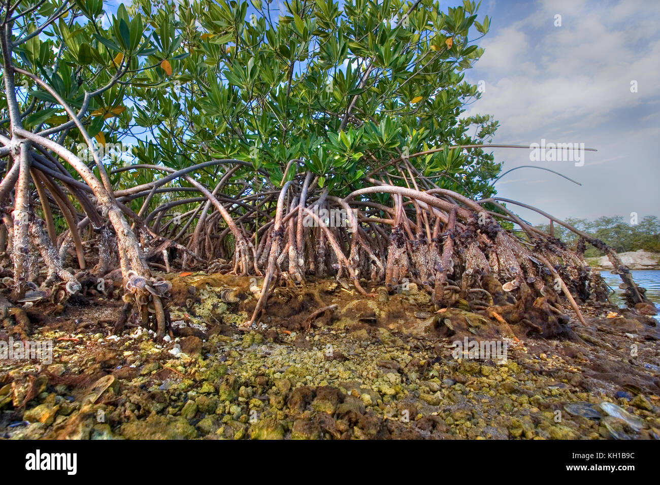 Roots of Red Mangrove, Rhizophora mangle, at low tide, Florida Keys National Marine Sanctuary, Key Largo, Florida Stock Photo