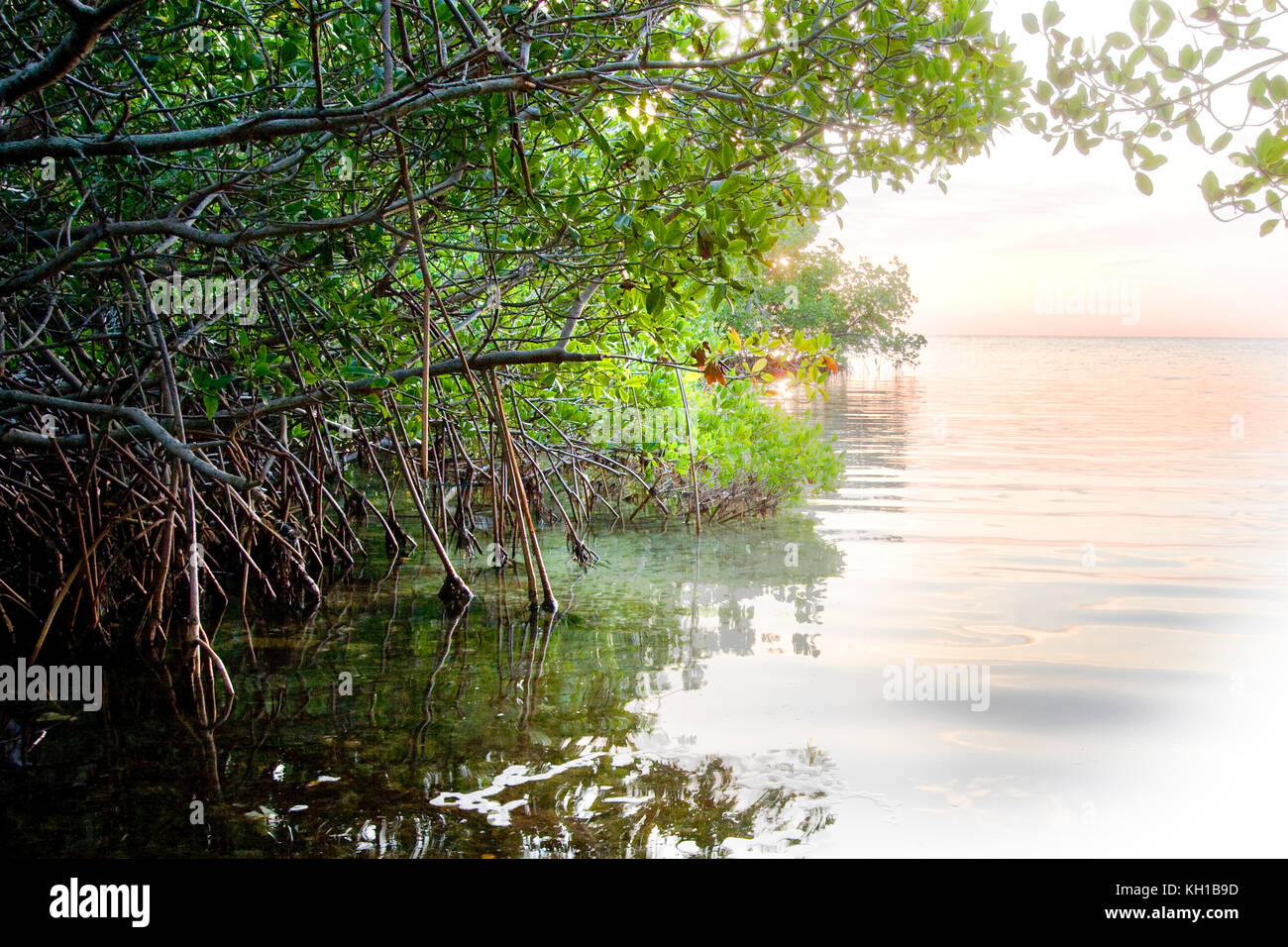 Red Mangroves, Rhizophora mangle, at daybreak Florida Keys National Marine Sanctuary, Key Largo, Florida Stock Photo