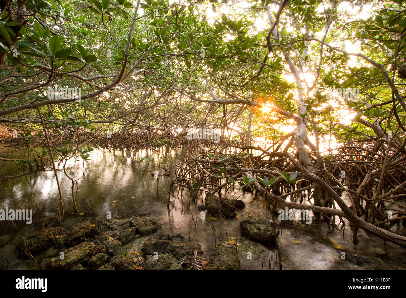 Interior of a Red Mangrove habitat, Florida Keys National Marine