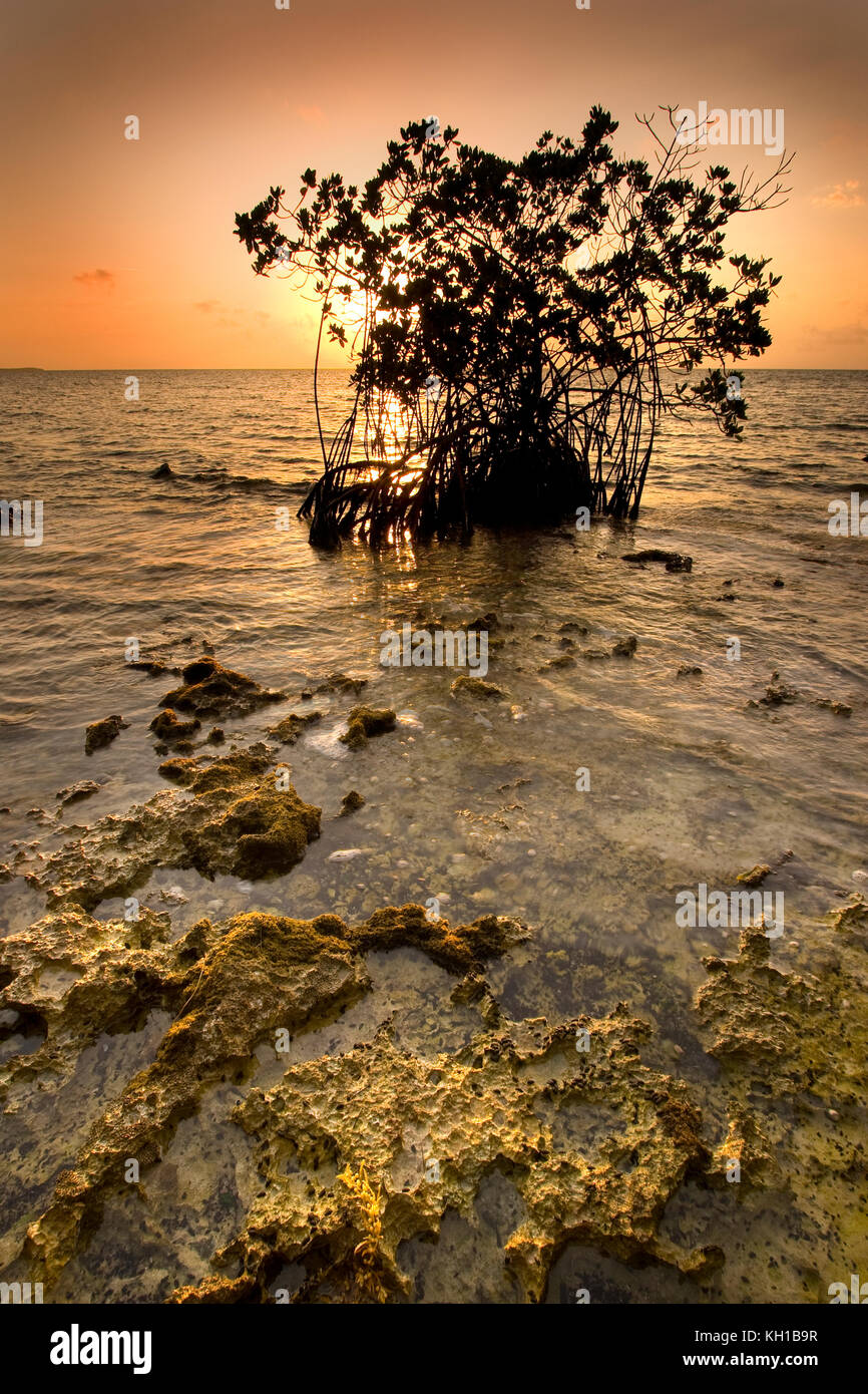 Red Mangrove, Rhizophora mangle, Florida Keys National Marine Sanctuary, Key Largo, Florida Stock Photo