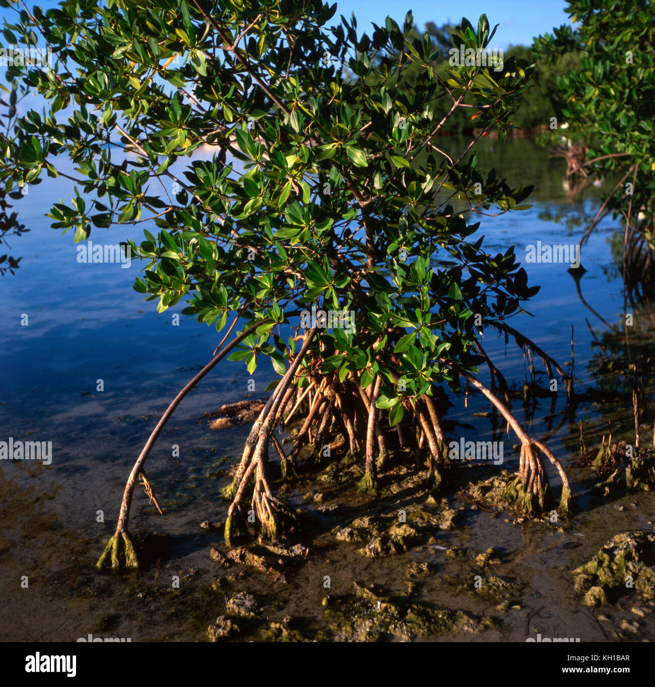 Red Mangrove Florida Keys National Marine Sanctuary Stock Photo Alamy