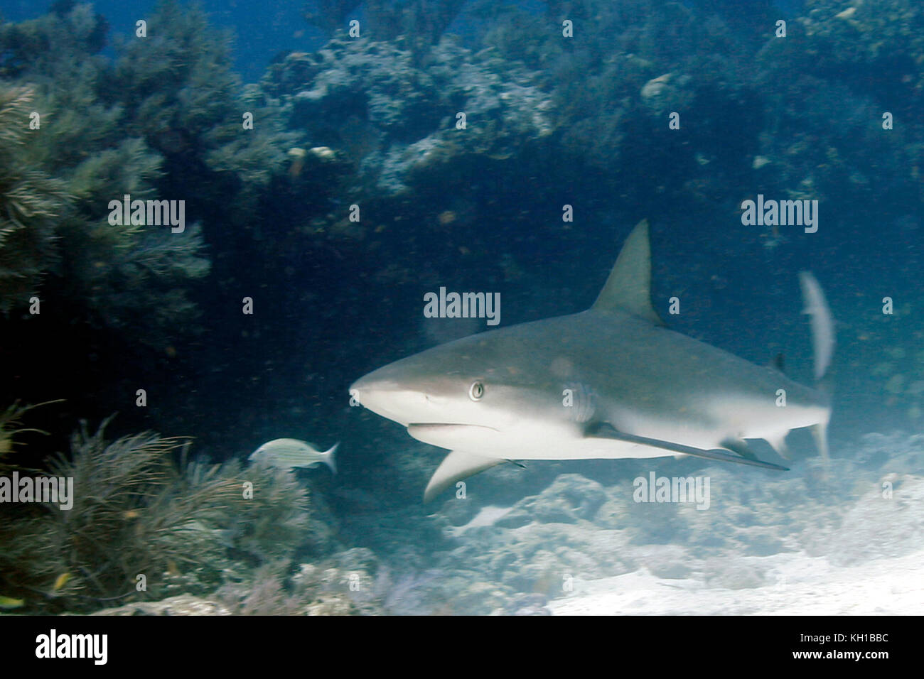 Caribbean Reef Shark, Florida Keys Stock Photo Alamy