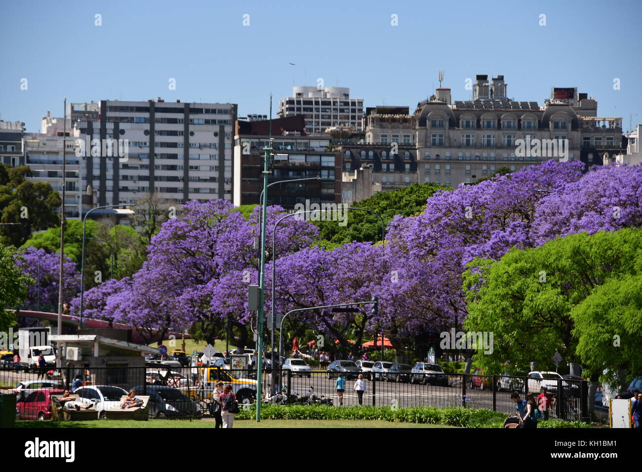 Purple Jacaranda trees in full bloom line Buenos Aires Streets in Stock