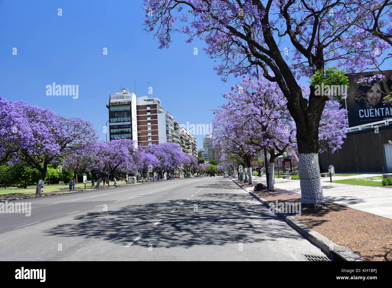 Jacaranda trees buenos aires hi-res stock photography and images - Alamy