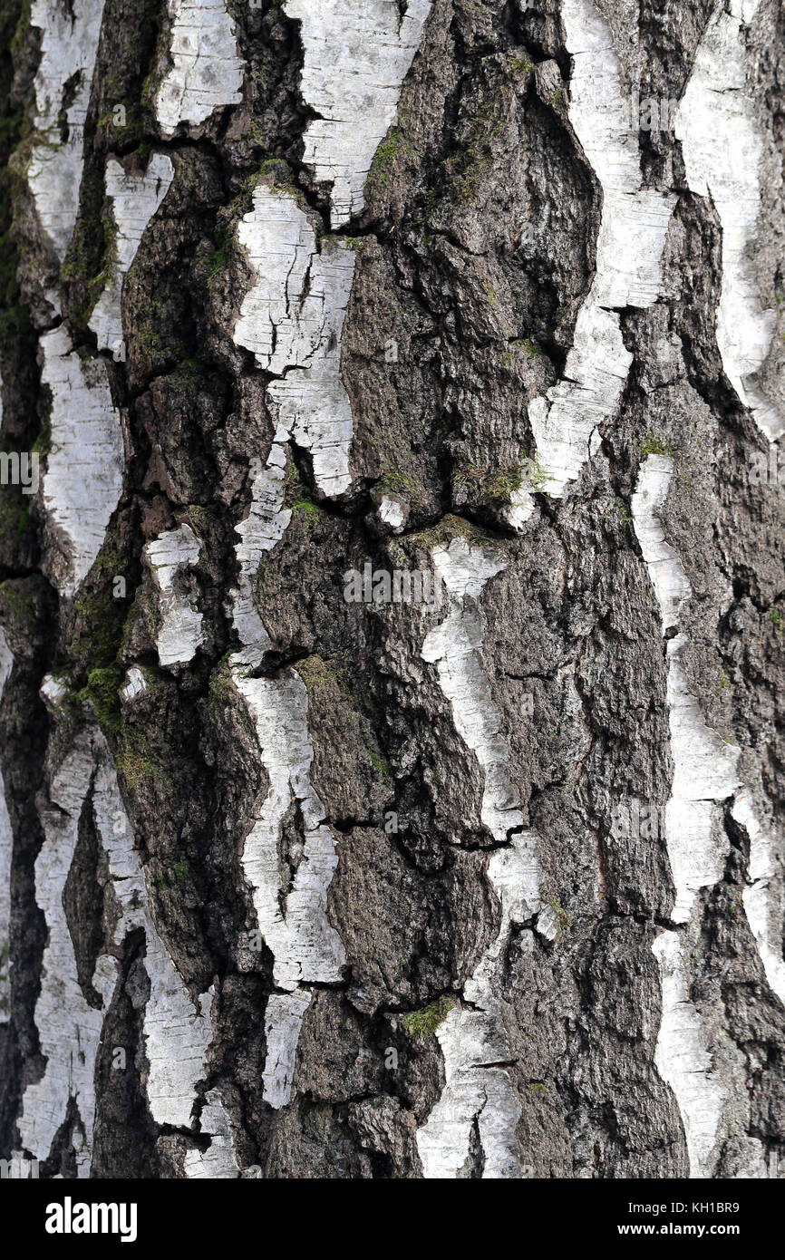 Beautiful wood texture photographed in close up Stock Photo - Alamy