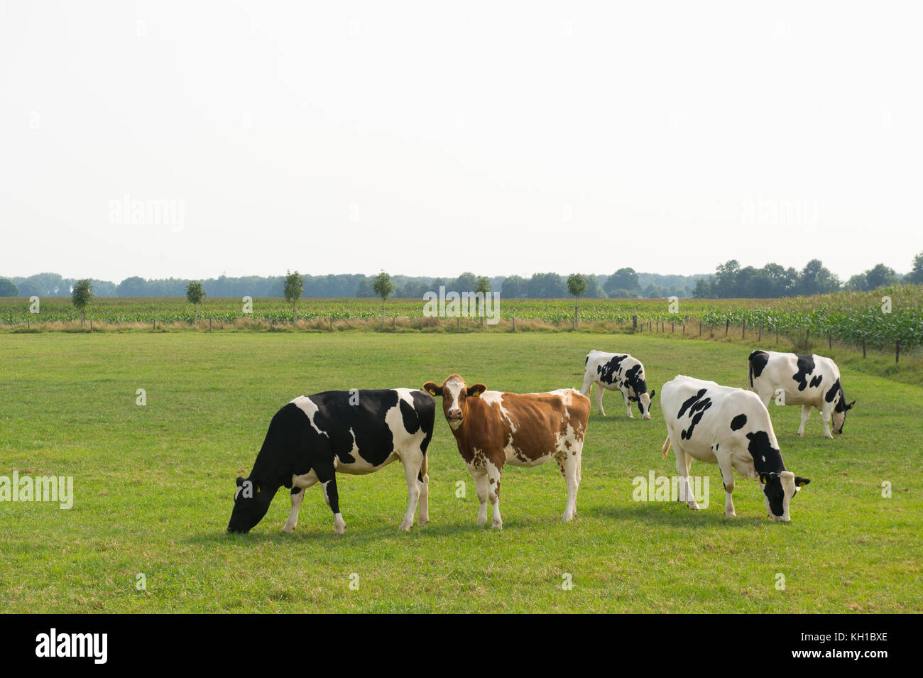 Black and brown cows in Dutch landscape Stock Photo - Alamy
