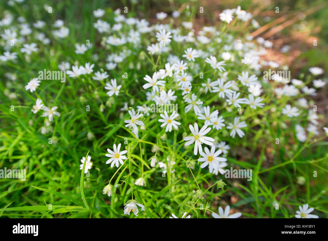 Gypsophila flowers in nature Stock Photo