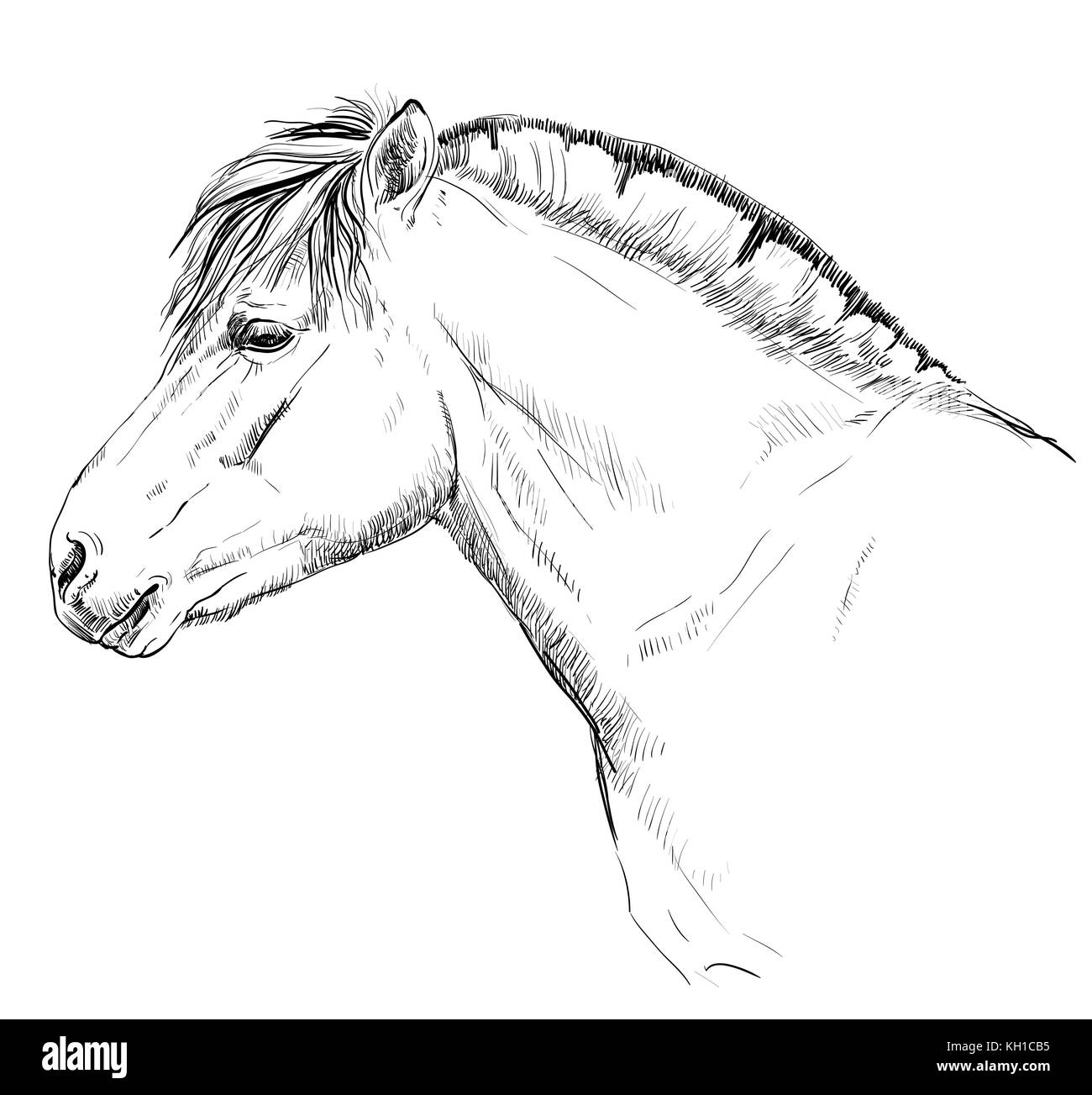 Portrait of horse head in profil (norwegian fjord pony) vector Monochrome hand drawing illustration isolated on white background Stock Vector