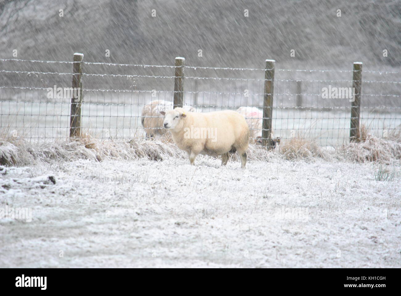 Cheviot tup walking through field on a snowy day in Scotland Stock Photo