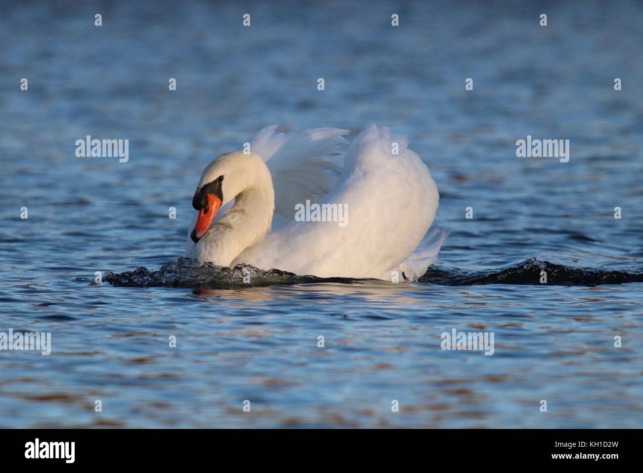 A majestic mute swan swimming in threat posture on the water of a lake Stock Photo