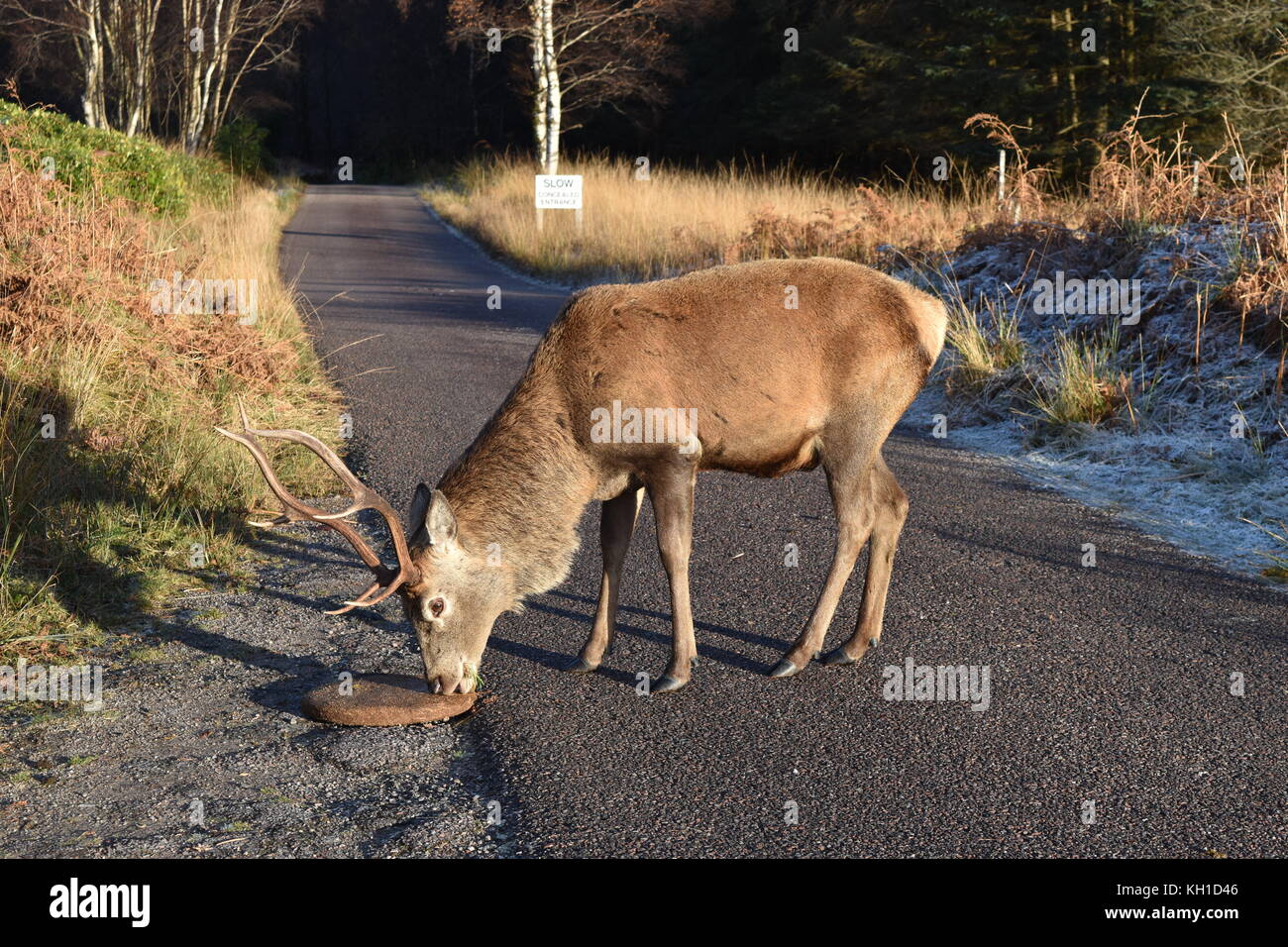 Stag feeding on a mineral block in Glen Etive. Winter time in Scotland. Stock Photo