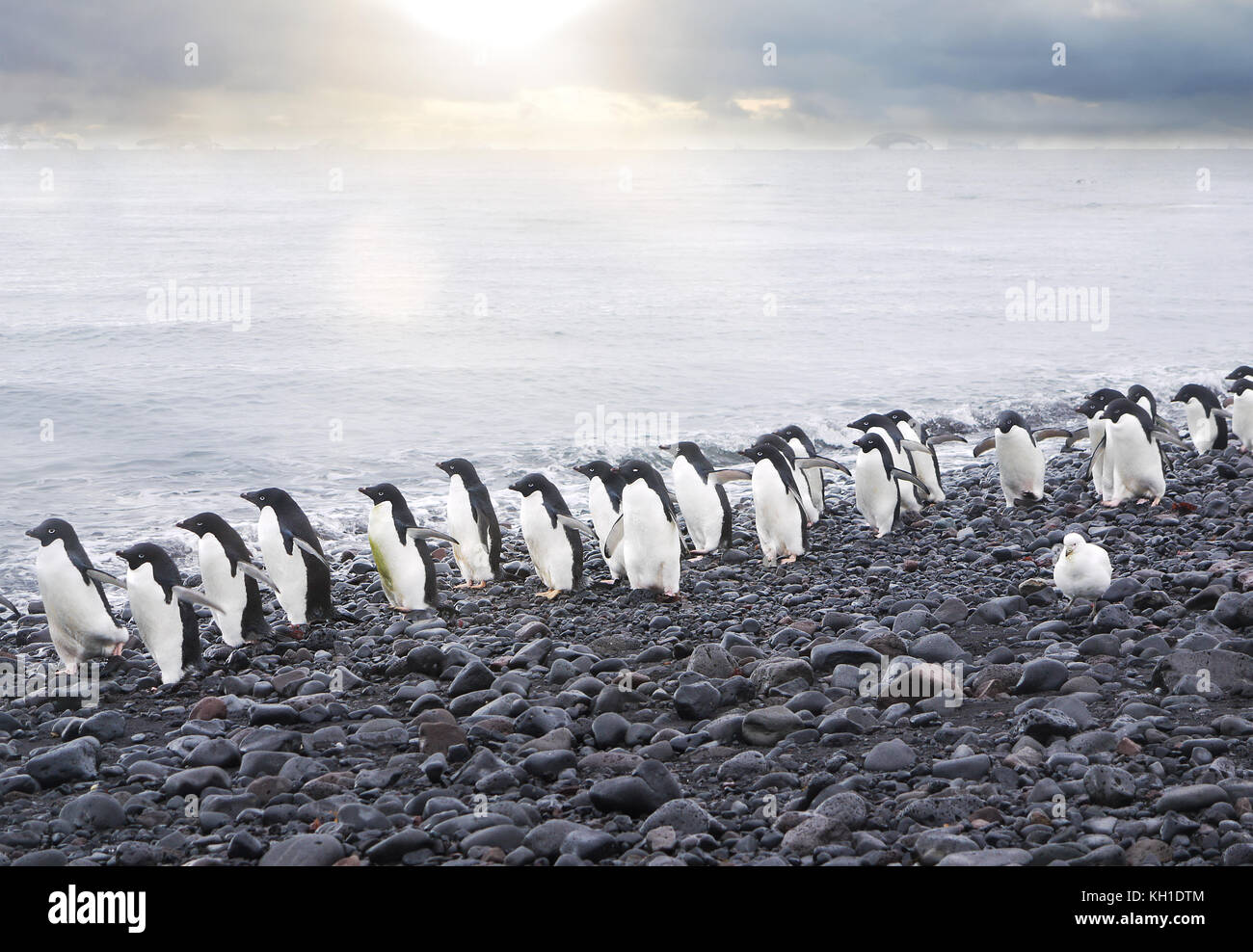 A line of cute Adelie penguins (pygoscelis adeliae) walking along the edge of the Weddell Sea on a pebble beach of Paulet Island, Antarctica. Stock Photo