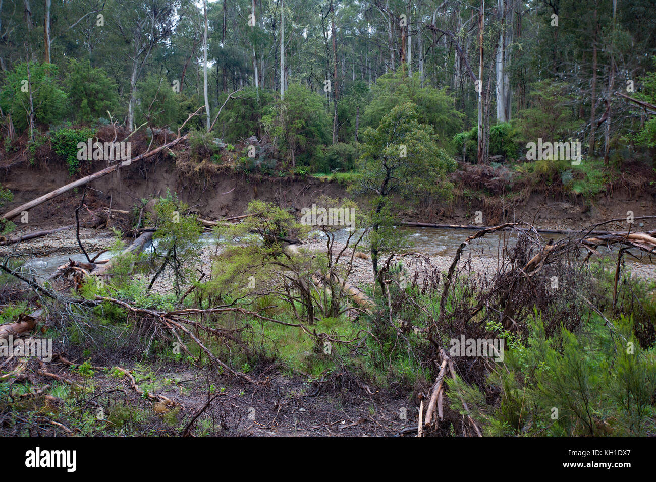 Mountain stream, Victoria Australia Stock Photo