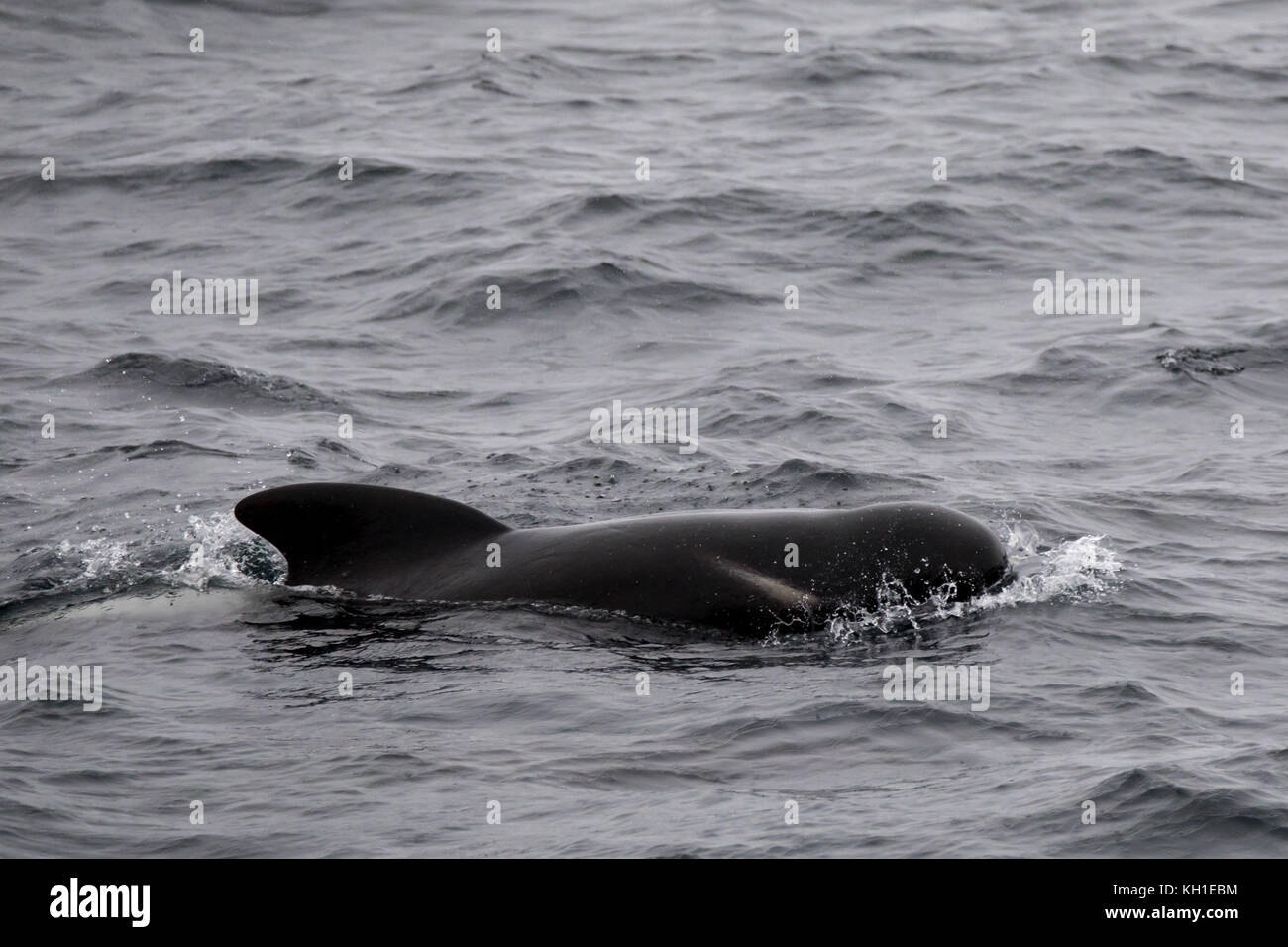 Long-finned pilot whales surfacing in the outer Beagle Channel of Argentina Stock Photo