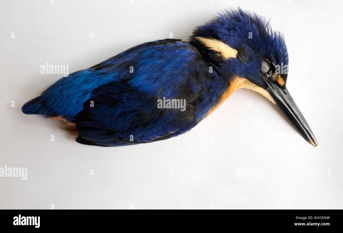 dead common Australian kingfisher on a plain background, side view ...