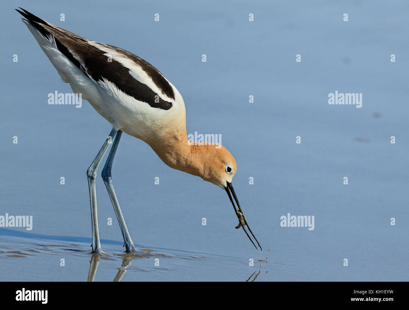 Bird eating sand shrimp Stock Photo