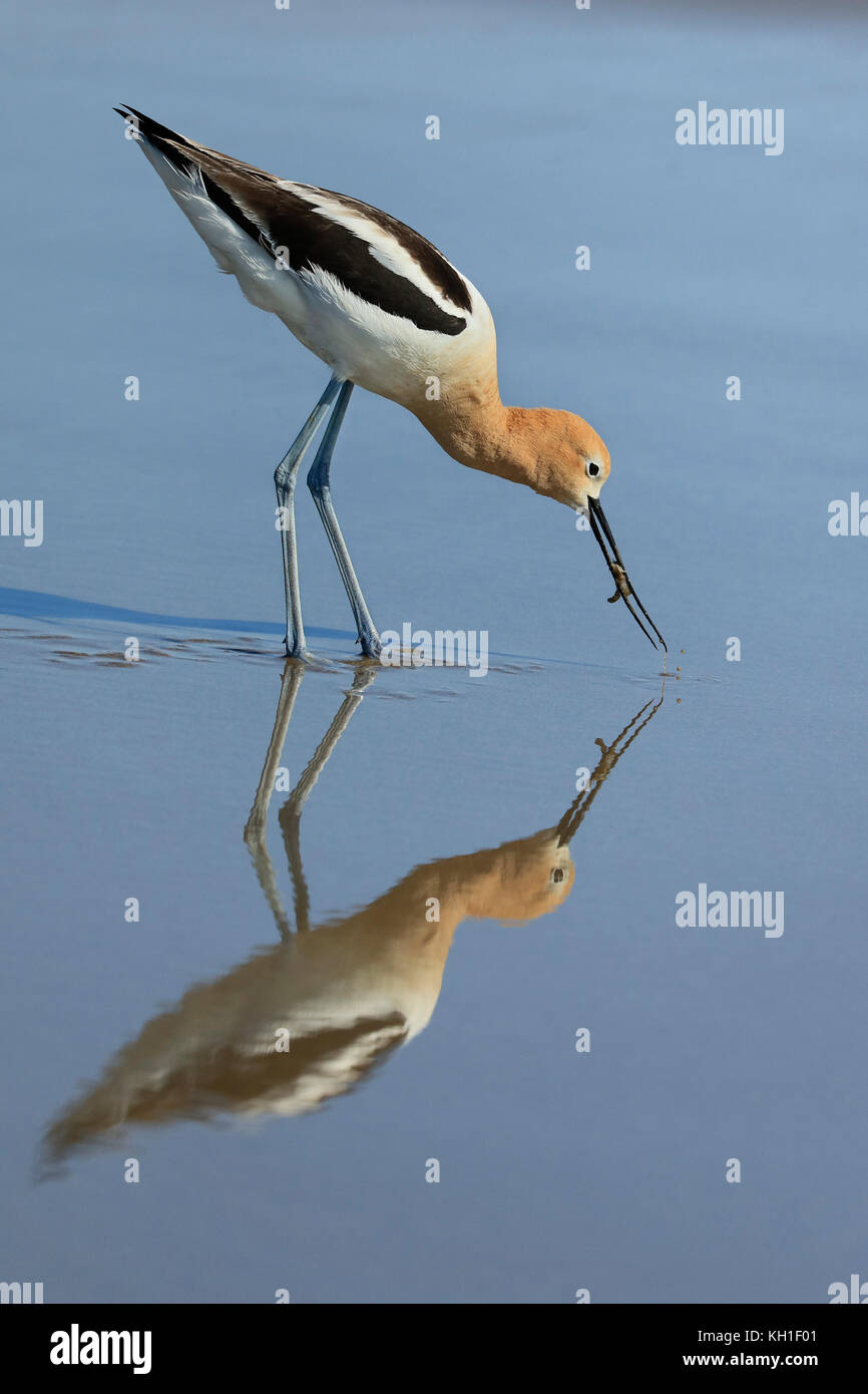 Bird eating sand shrimp and reflection. Stock Photo