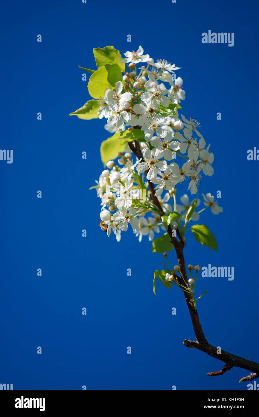 Bouquet of flowers from branch against an intense blue sky Stock Photo