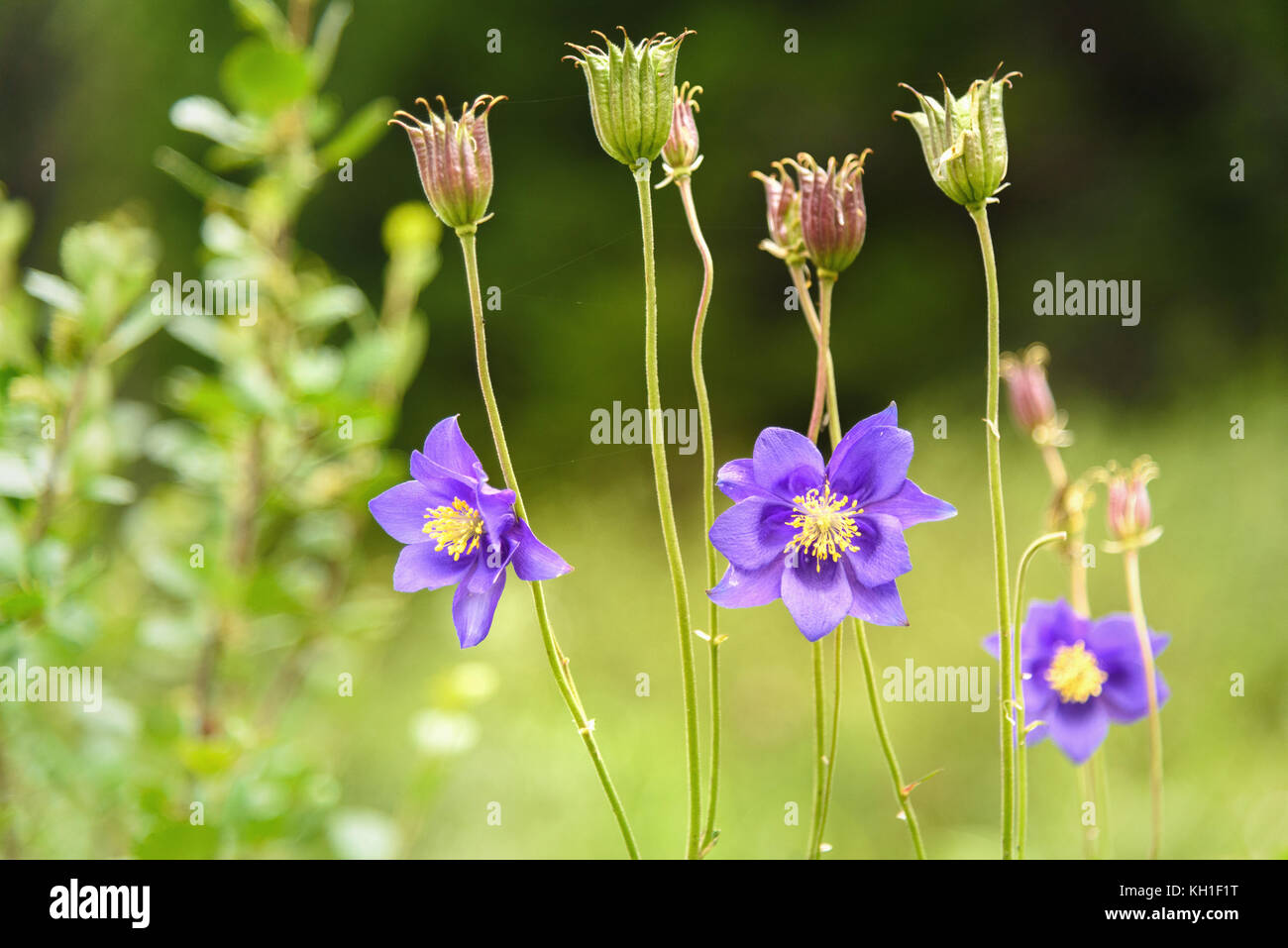 Aquilegia glandulosa flower. Karakol lakes in Iolgo Range. Altai Republic, Siberia. Russia Stock Photo