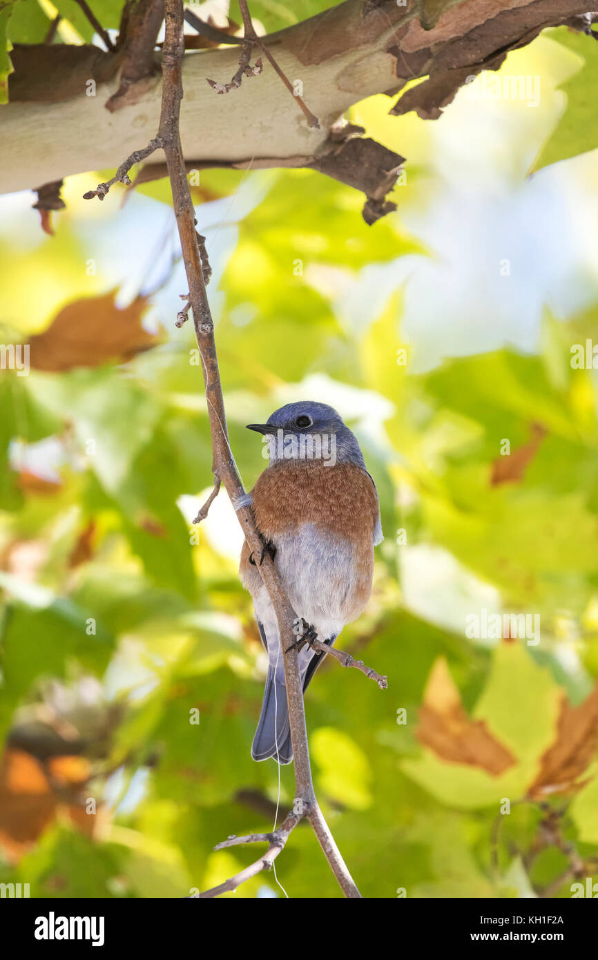 Bird and fishing string on a branch Stock Photo