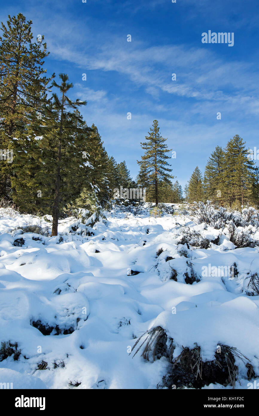 California winter snow trees and blue sky Stock Photo