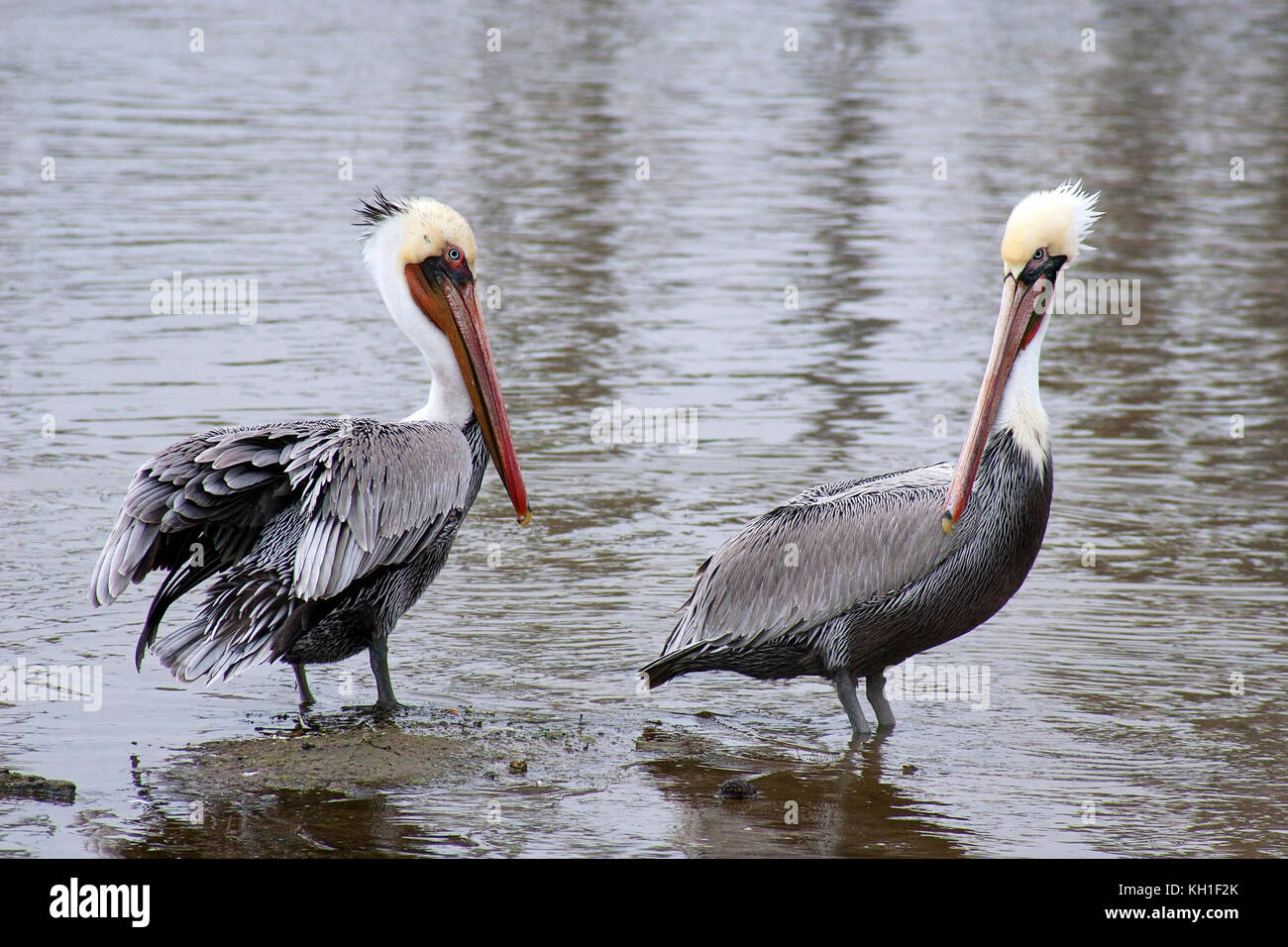 Pair of pelicans grooming themselves early in the morning Stock Photo