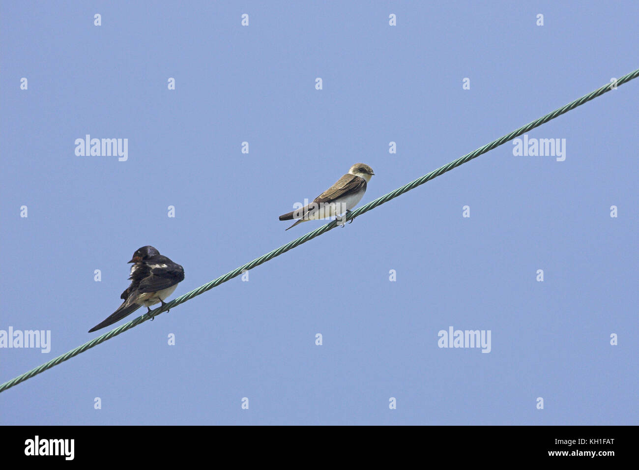 Barn swallow Hirundo rustica and Sand Martin Riparia riparia resting on ...