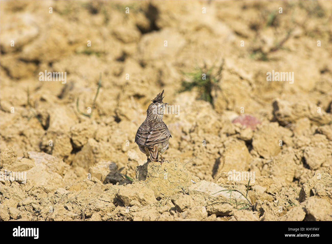 Crested lark Galerida cristata on recently ploughed field Spain Stock Photo