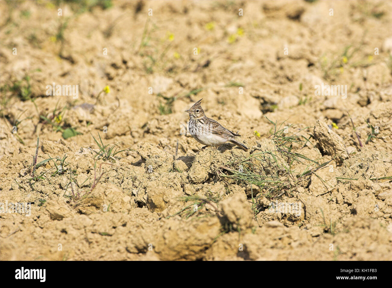 Crested lark Galerida cristata on recently ploughed field Spain Stock Photo