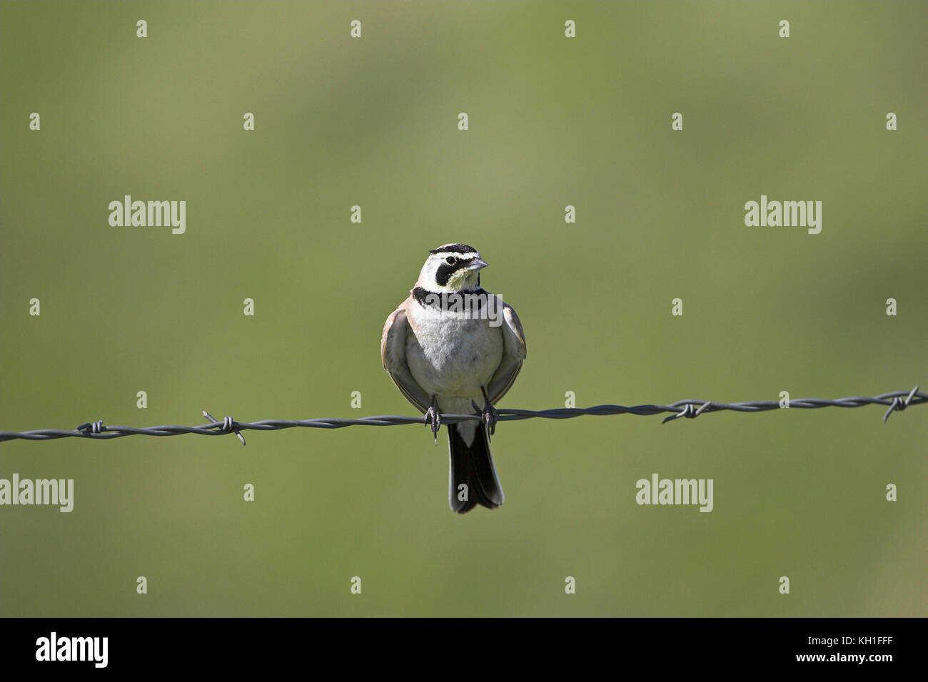 Wire Lark Perched on roadside wire hi-res stock photography and images - Alamy