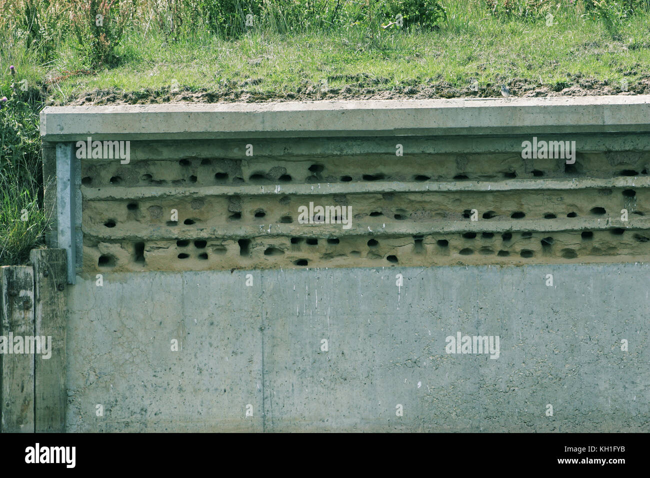 Artificial sand martin nesting bank Stock Photo Alamy