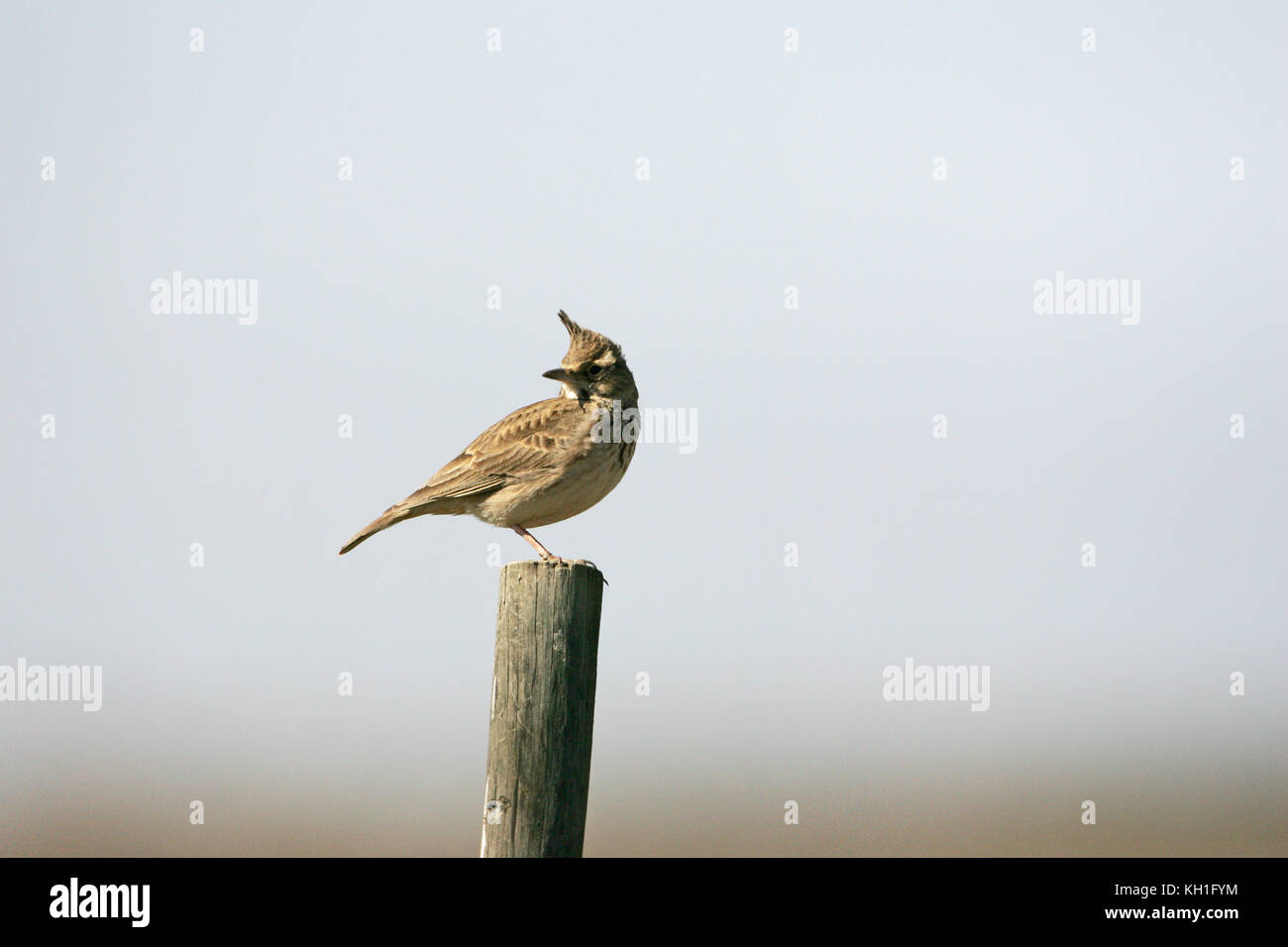 Crested lark Galerida cristata perched on a fencing post Stock Photo