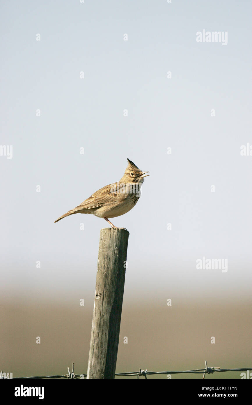 Crested lark Galerida cristata perched singing from a fence post Stock Photo