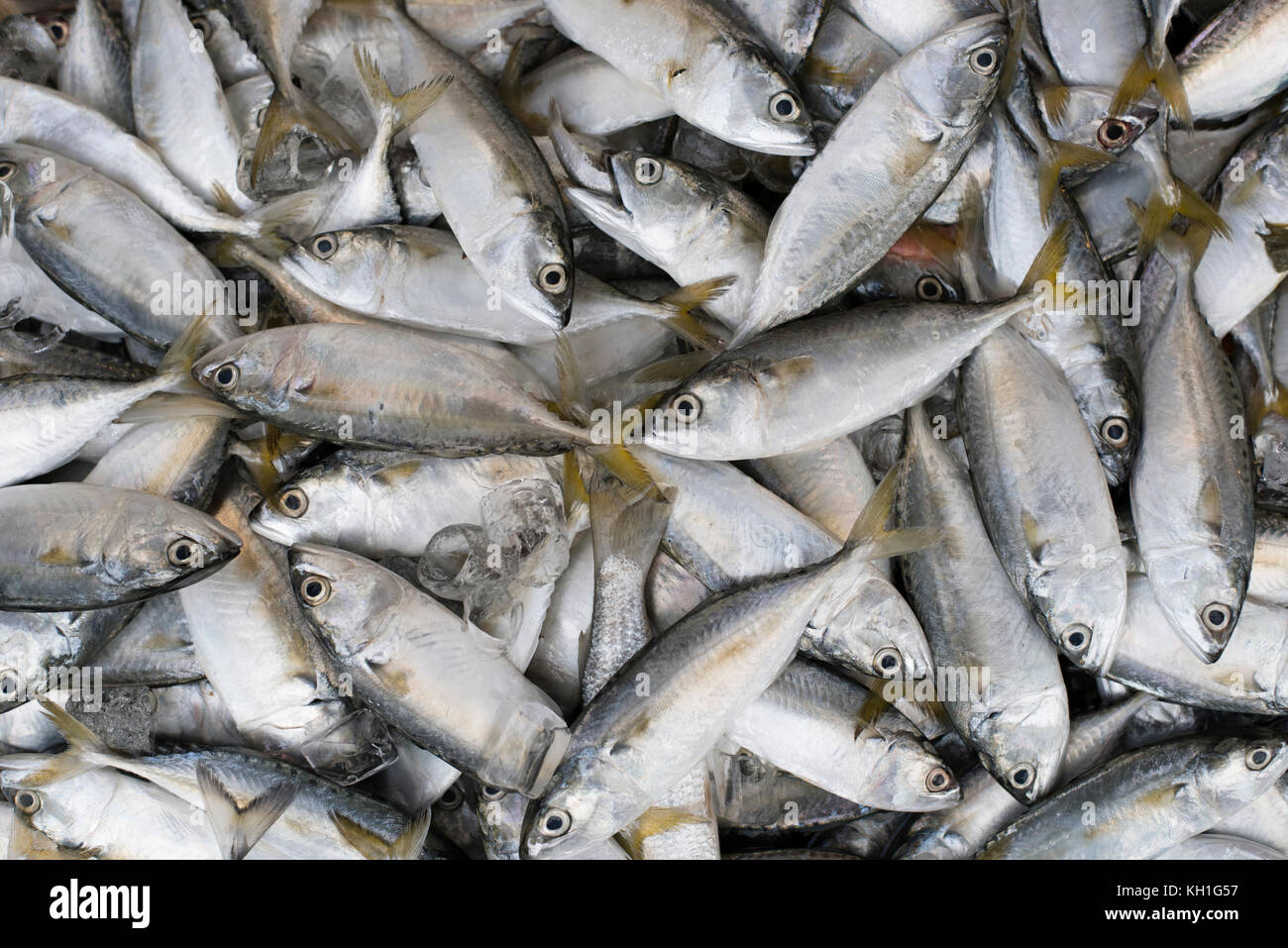 pile of mackarel fish (ikan kembung) for background,wallpaper and backdrop  Stock Photo - Alamy