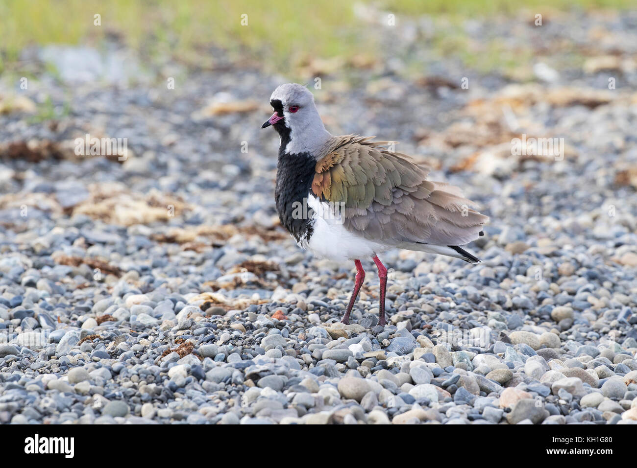 Southern lapwing Vanellus chilensis on stony shore Peurto Natales Chile South America Stock Photo