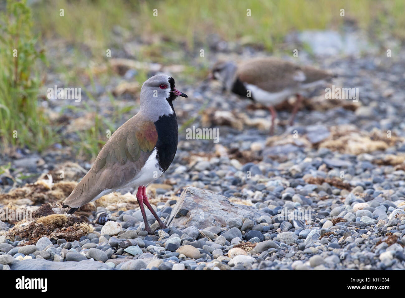 Southern lapwing Vanellus chilensis on stony shore Peurto Natales Chile South America Stock Photo