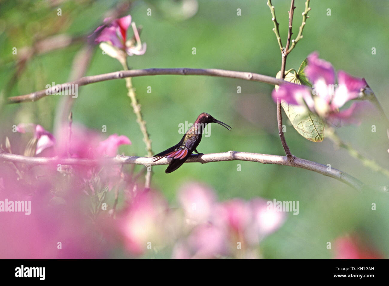 Jamaican mango Anthracothorax mango hummingbird perched in orchid tree