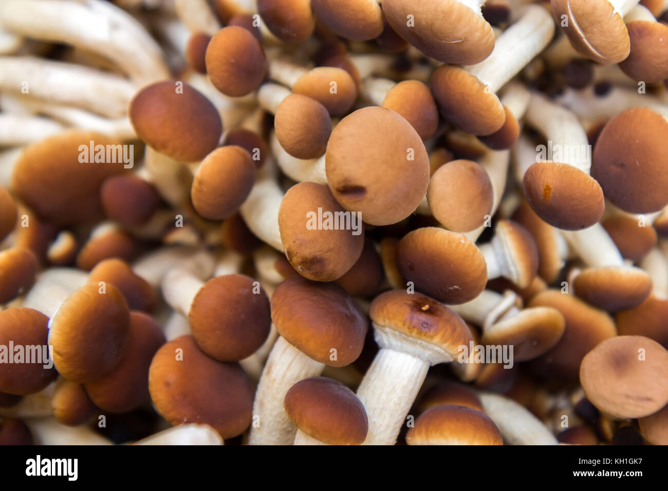 Raw mushrooms Agrocybe aegerita close up Stock Photo Alamy